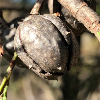 Callitris endlicheri (Black Cypress Pine) at Crowther, NSW - 10 May 2025 by Frecko