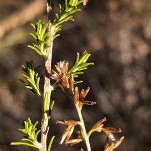 Cassinia sifton at Crowther, NSW - 10 May 2025 by Frecko