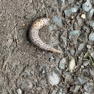 Limax maximus (Leopard Slug, Great Grey Slug) at Kangaroo Valley, NSW - 14 May 2025 by lbradley