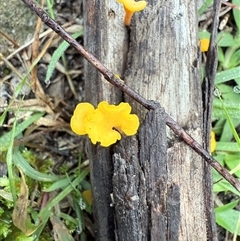 Dacrymyces sp. at Bucketty, NSW - Today by MartinPredavec