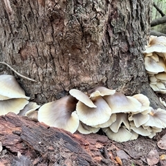 Omphalotus nidiformis (Ghost Fungus) at Bucketty, NSW - Today by MartinPredavec