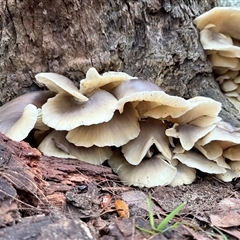 Omphalotus nidiformis at Bucketty, NSW - Yesterday 06:58 AM