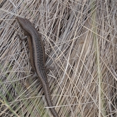 Carlia tetradactyla at Ballyroe, NSW - suppressed