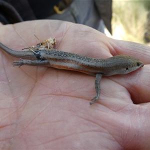 Carlia tetradactyla at Ballyroe, NSW - suppressed