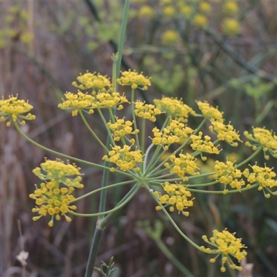 Foeniculum vulgare (Fennel) at Hume, ACT - 10 Feb 2024 by MichaelBedingfield