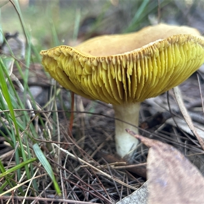 Phylloporus sp. (Phylloporus sp.) at Moruya, NSW - Today by LisaH