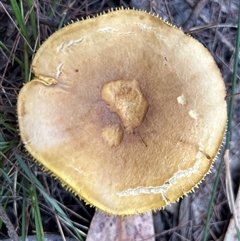 Phylloporus sp. at Moruya, NSW - suppressed