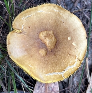 Phylloporus sp. at Moruya, NSW - suppressed