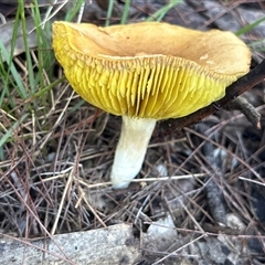 Phylloporus sp. at Moruya, NSW - suppressed