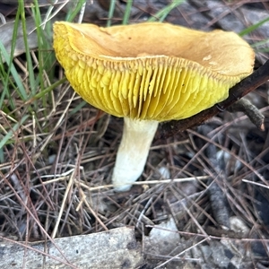 Phylloporus sp. at Moruya, NSW - suppressed