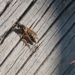 Polistes (Polistes) chinensis (Asian paper wasp) at Dunlop, ACT - 8 May 2025 by Christine