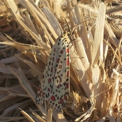Utetheisa pulchelloides (Heliotrope Moth) at Dunlop, ACT - 8 May 2025 by Christine