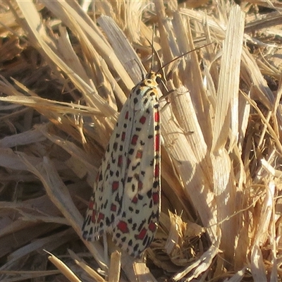 Utetheisa pulchelloides (Heliotrope Moth) at Dunlop, ACT - 8 May 2025 by Christine