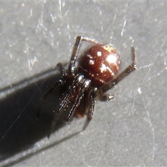 Unverified Spider at Flynn, ACT - 10 May 2025 by Christine