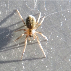 Unverified Spider at Flynn, ACT - 10 May 2025 by Christine