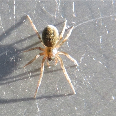 Unverified Spider at Flynn, ACT - 10 May 2025 by Christine
