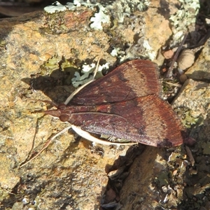 Uresiphita ornithopteralis (Tree Lucerne Moth) at Hall, ACT - 12 May 2025 by Christine