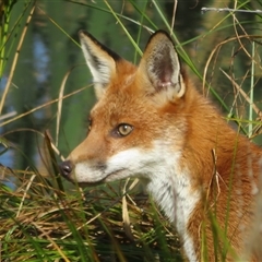 Vulpes vulpes (Red Fox) at Fyshwick, ACT - 25 Apr 2025 by Christine