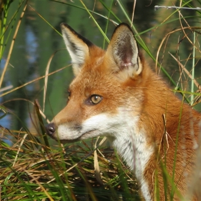 Vulpes vulpes (Red Fox) at Fyshwick, ACT - 25 Apr 2025 by Christine