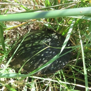 Chelodina longicollis at Fyshwick, ACT - 25 Apr 2025 by Christine