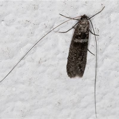 Ceromitia iolampra (A Fairy moth) at Melba, ACT - 12 May 2025 by kasiaaus