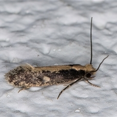 Monopis crocicapitella (Bird Nest Moth) at Melba, ACT - 12 May 2025 by kasiaaus