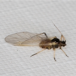 Aphididae (family) at Melba, ACT - 12 May 2025 10:29 PM