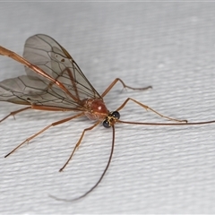 Unverified Parasitic wasp (numerous families) at Melba, ACT - 12 May 2025 by kasiaaus