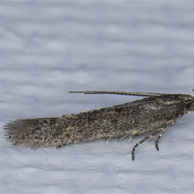 Eutorna (genus) at Melba, ACT - 12 May 2025 by kasiaaus