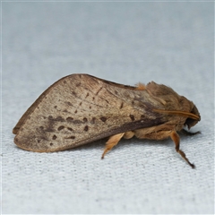 Oxycanus silvanus (Pale Oxycanus) by DPRees125