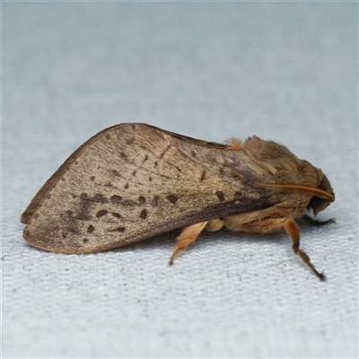 Oxycanus silvanus (Pale Oxycanus) by DPRees125