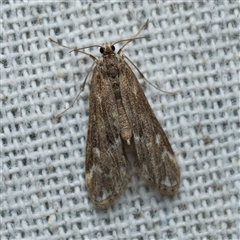 Hygraula nitens (Pond Moth) by DPRees125