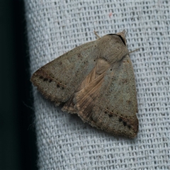 Pantydia (genus) (An Erebid moth) at Harrison, ACT - 13 May 2025 by DPRees125