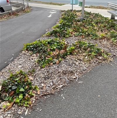 Hedera sp. (helix or hibernica) (Ivy) at Canberra, ACT - Yesterday by rhyshardy