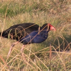 Porphyrio melanotus at Dunlop, ACT - 4 May 2025 by Jennybach