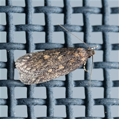 Pachybela (genus) (A Concealer moth (Eulechria group) by DPRees125