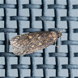 Unverified Concealer moth (Oecophoridae) by DPRees125
