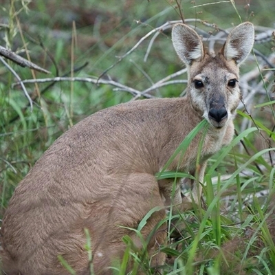 Osphranter robustus woodwardi (Kimberly Wallaroo) at Kununurra, WA - 1 Jan 2024 by MichaelBedingfield