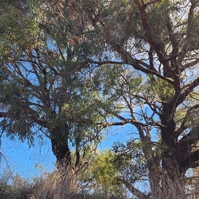 Eucalyptus bridgesiana at Shadforth, NSW - 16 Apr 2025 by WannaBeBot