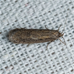 Gelechioidea (superfamily) (Unidentified Gelechioid moth) by DPRees125