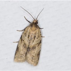 Merophyas divulsana (Lucerne Leafroller (Tortrininaw, Archipini) at Melba, ACT - 12 May 2025 by kasiaaus