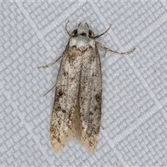 Endrosis sarcitrella (White-shouldered House Moth) at Melba, ACT - 12 May 2025 by kasiaaus
