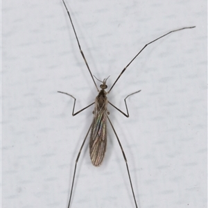 Unverified Crane fly, midge, mosquito or gnat (several families) at Melba, ACT - Yesterday by kasiaaus