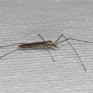 Limoniidae (family) at Melba, ACT - 13 May 2025 10:48 PM