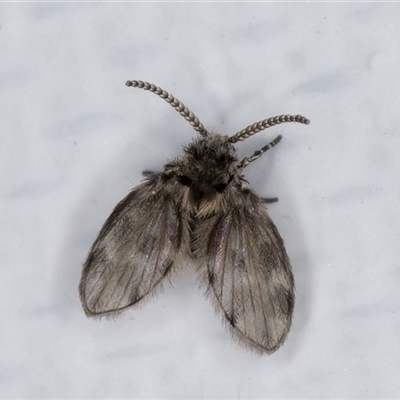 Rotundopteryx sp. (genus) (Drain Fly) at Melba, ACT - 13 May 2025 by kasiaaus