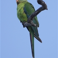 Polytelis swainsonii (Superb Parrot) at Hall, ACT - 14 May 2025 by Anna123