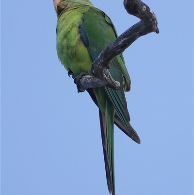Polytelis swainsonii (Superb Parrot) at Hall, ACT - 14 May 2025 by Anna123