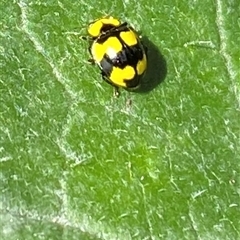 Illeis galbula (Fungus-eating Ladybird) at Aranda, ACT - Yesterday by lbradley