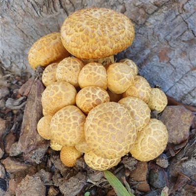 Gymnopilus junonius by Aussiegall