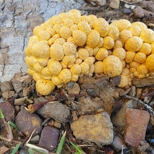 Gymnopilus junonius at Thirlmere, NSW - suppressed